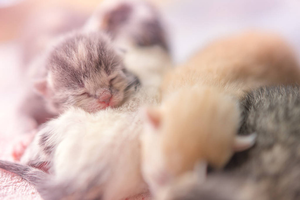 μικρά νεογέννητα γατάκια κοιμούνται σε αγκαλιές, μωρά ζώα κοιμούνται, Πέμπτη μέρα της ζωής, κοντινό πλάνο - Φωτογραφία, εικόνα