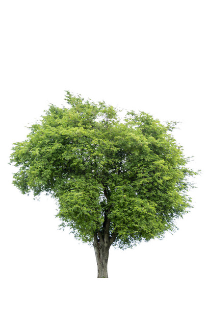 Дерево Бонсай, зеленые листья, изолированные на белом фоне
 - Фото, изображение