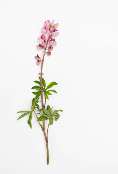 Raw pink Lupin with leaves on white background - Foto, immagini