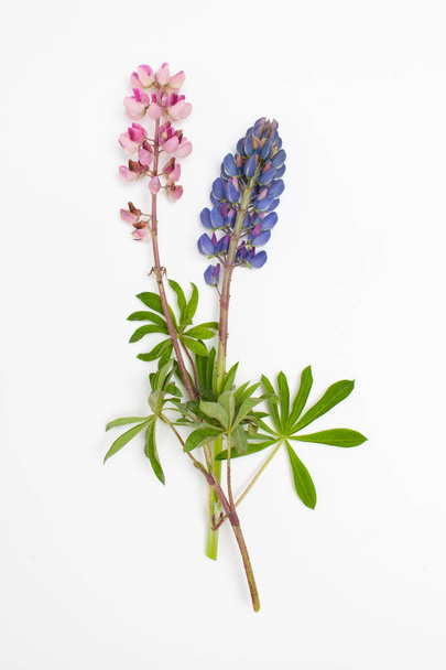 Two pink and purple Lupin flowers with leaves on a white background - Фото, изображение