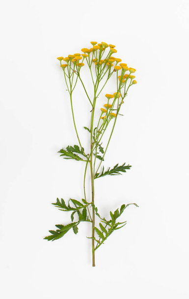 Сира рослина квітуча пижмо на білому тлі
 - Фото, зображення