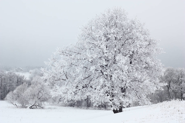 Tree after a snowfall. - Zdjęcie, obraz