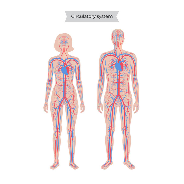 circulatory system anatomy - Vector, Image