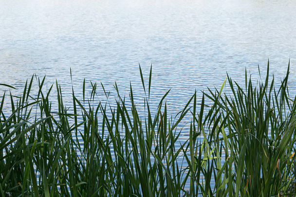 Schilfdickicht am See - ein großartiger Ort zum Angeln und zur Erholung im Freien in der Nähe des Wassers - Foto, Bild