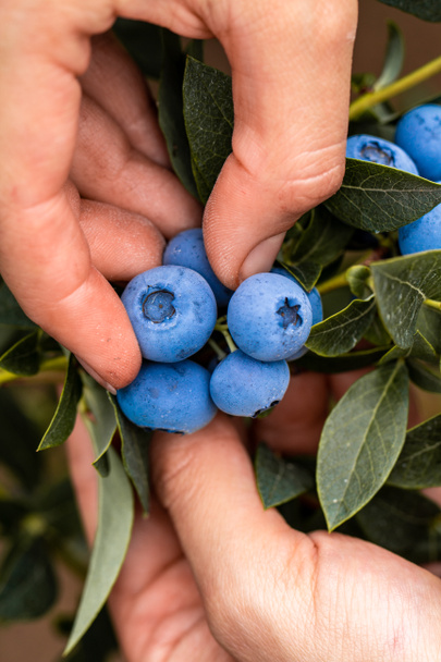 Hand holding freshly picked blueberries - Photo, Image