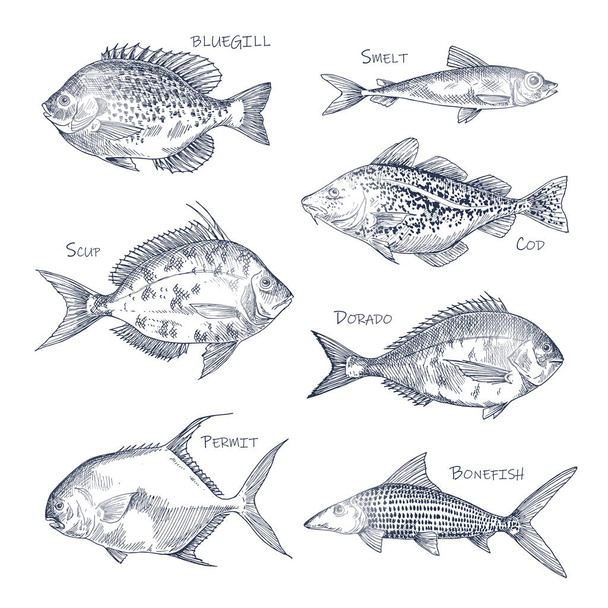 Seafood sketch or set of isolated hand drawn fish - Vektori, kuva