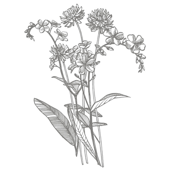 Branch of wild plant Forget-me-not and Clover. Vintage engraved illustration. Bouquet of hand drawn flowers and herbs. Botanical plant illustration - ベクター画像