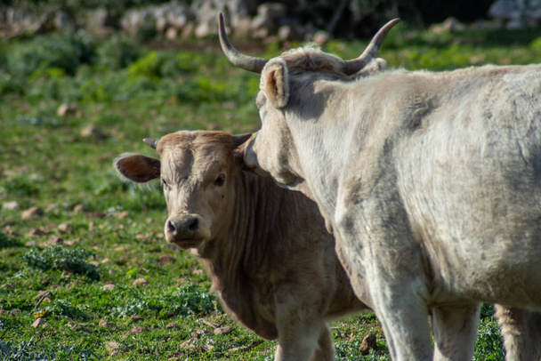 View of some cows while grazing. The shot is taken during a beautiful sunny day in Sicily, Italy - Photo, Image