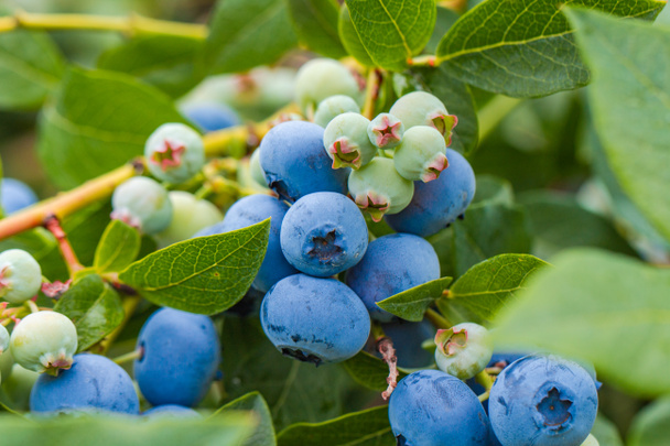 Blueberries growing on bush in a field - Photo, Image