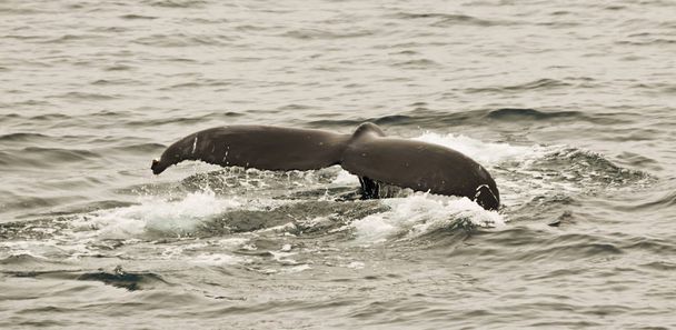 鳴り響くダイビングの直前のザトウクジラの尾 - 写真・画像