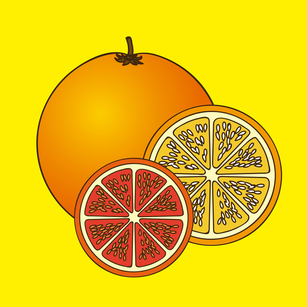 citrusfélék - Vektor, kép