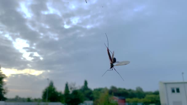 Een insect zit gevangen in een web van spinnen en wordt aangevallen door een spin - Video