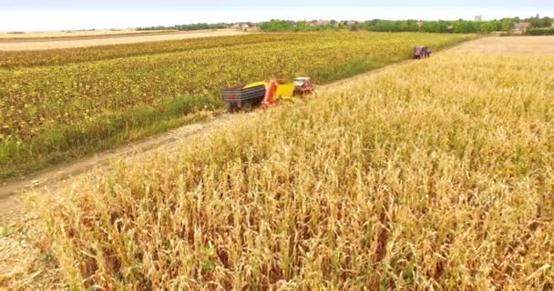 Antenne schot oogsten maïs met een combinatie, Drone shot 4k video clip - Video