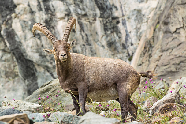 Dziki Ibex w Alpach Włoskich. Park Narodowy Gran Paradiso, Włochy - Zdjęcie, obraz