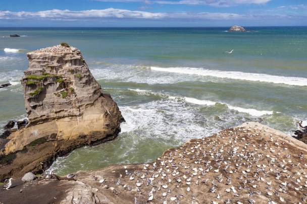Gannet colony at Muriwai beach, New Zealand - Foto, afbeelding