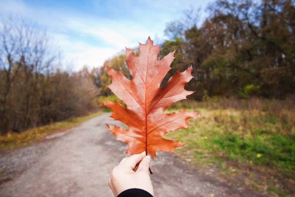 grande foglia di quercia rossa caduta in mano di un uomo contro il bel cielo blu autunno, concetto di sfondo stagionale, strada di campagna che conduce ad una foresta
 - Foto, immagini