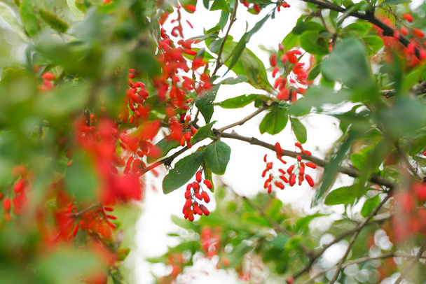 Fa borbolya levelekkel a Városliget háttérben senki - Fotó, kép