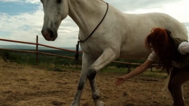 Bir atı eğitme süreci. Aygır osuruk bacağını indirir ve yere uzanır.. - Video, Çekim