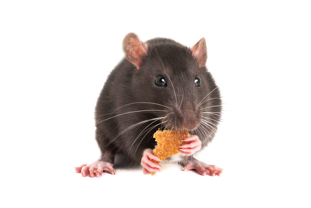 Schattige grijze rat o het eten van wit brood.  - Foto, afbeelding
