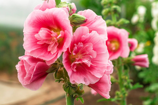 Alcea Rosea or hollyhock, or malva. A double form in pink. They are popular garden ornamental plant. Close-up of blooming hollyhock flowers in the summer garden - Photo, Image