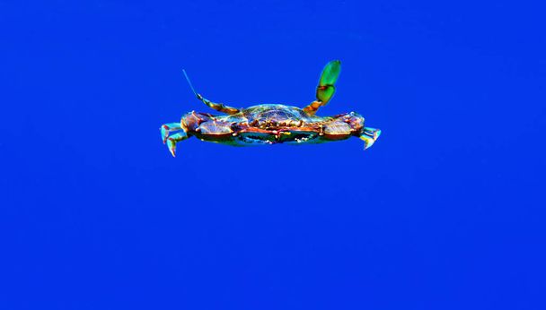 Le crabe bleu - (Callinectes sapidus
) - Photo, image