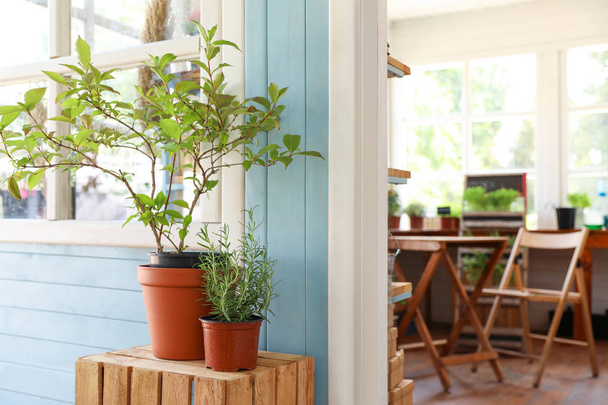 Potted home plants on wooden crate near house, space for text - 写真・画像