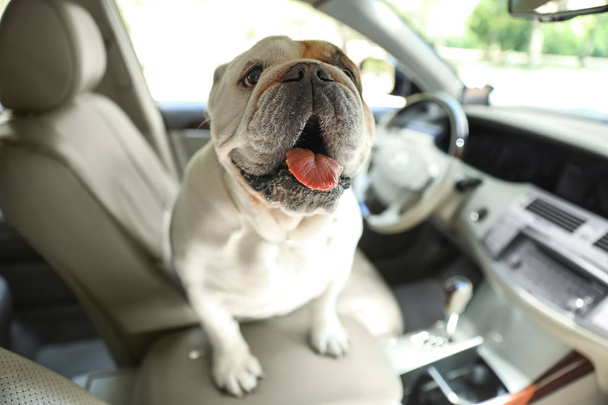 Adorable bulldog Inglés divertido dentro de coche moderno
 - Foto, imagen