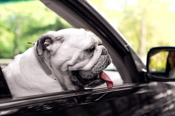 Araba penceresinden dışarı bakan İngiliz bulldog - Fotoğraf, Görsel