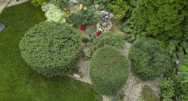 grüner Wacholderstrauch in Zylinderform geschnitten, Verwendung im Gartenbau - Foto, Bild