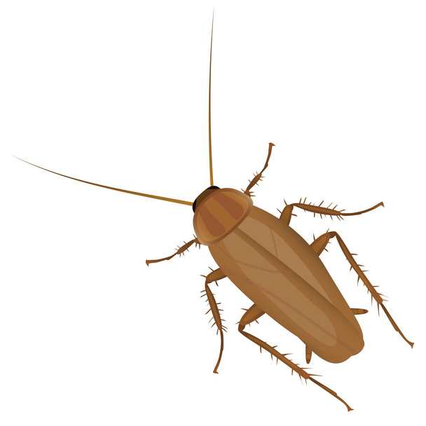 Cucaracha vectorial
 - Vector, imagen