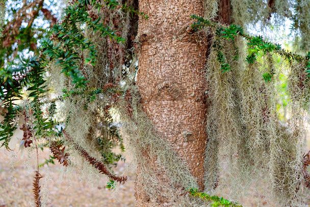 Helecho de jardín colgante largo y suave
 - Foto, Imagen