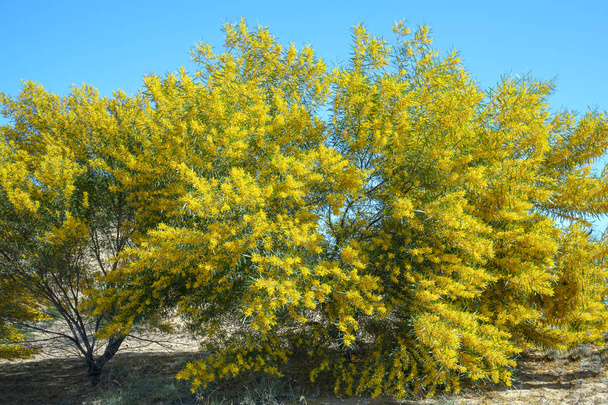 Bovins ou Acacia auriculiformis petite fleur de bouquet pleine floraison au printemps. C'est un arbre qui préfère le soleil chaud et permet au corps de prendre du bois pour la pâte
 - Photo, image
