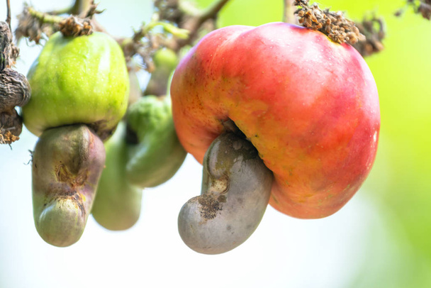 Noix de cajou ou Anacardium occidentale sur l'arbre est sur le point de mûrir pendant la récolte. C'est un fruit pour graines riches en huile à haute valeur nutritive
 - Photo, image