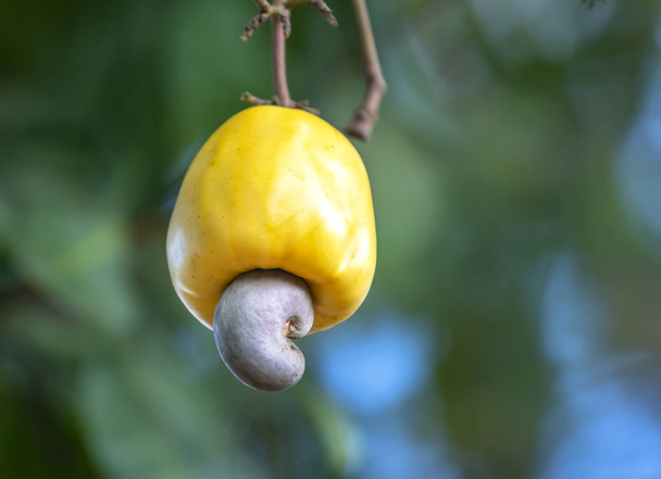 Noix de cajou ou Anacardium occidentale sur l'arbre est sur le point de mûrir pendant la récolte. C'est un fruit pour graines riches en huile à haute valeur nutritive
 - Photo, image