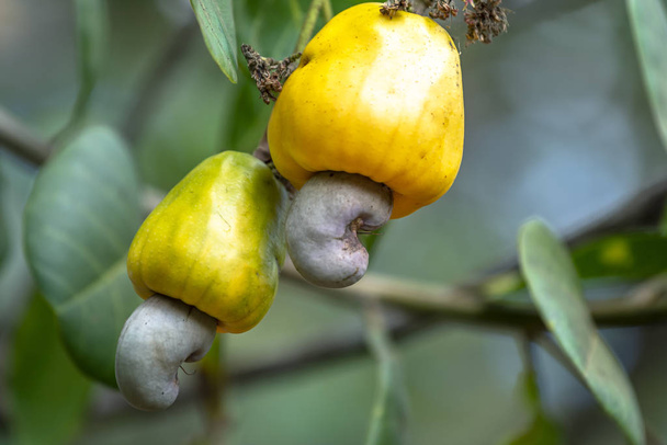 Плоды ореха кешью или оксиденталь анакарда на дереве созревают во время сбора урожая. Это плод для богатых маслом семян с высокой питательной ценностью
 - Фото, изображение
