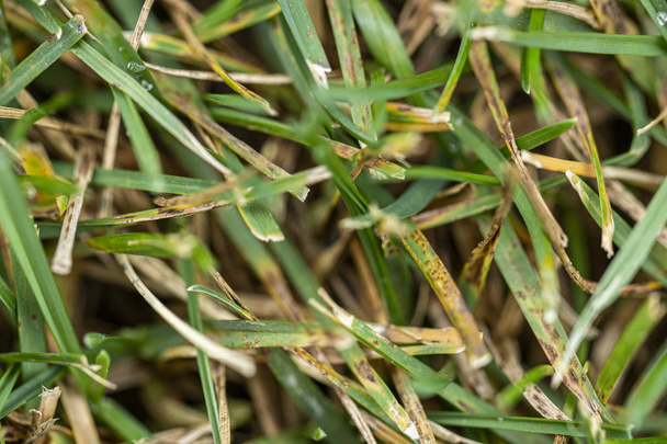 Лаун трава имеет фактурный фон фузариоза
 - Фото, изображение