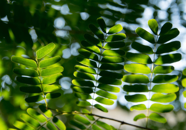 A luz brilha nas folhas da árvore do tamarindo
 - Foto, Imagem