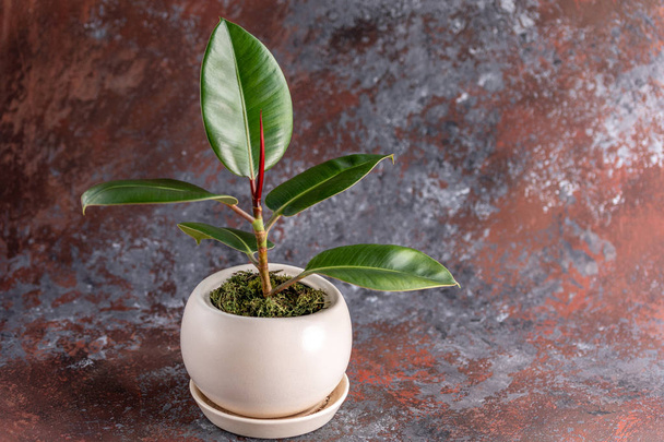 Ficus flower in a white pot on a textural background. Close-up. - Foto, Imagen