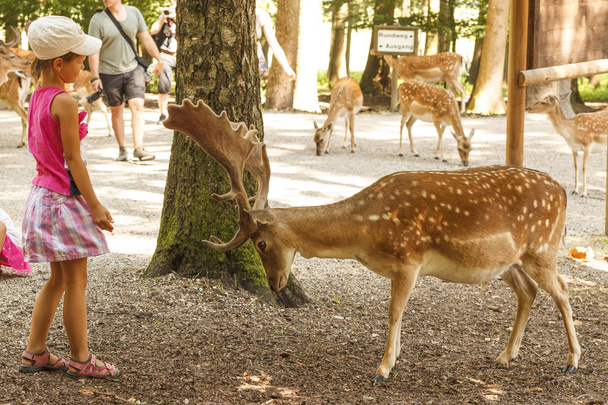 Bambina in t-shirt rosa nel parco vicino al cervo cornuto
 - Foto, immagini