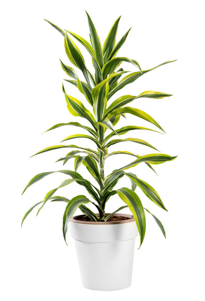 Planta aislada en maceta Dracaena en maceta genérica
 - Foto, imagen