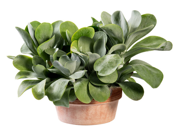 Terracotta potta kalanchoe thyrsiflora bitki - Fotoğraf, Görsel