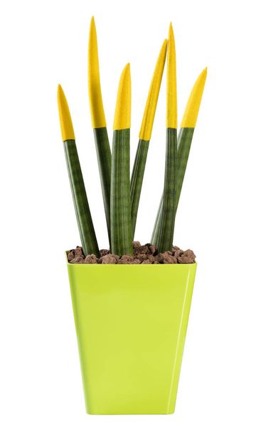 Kleurrijke gele Sanseveria potlood plant - Foto, afbeelding