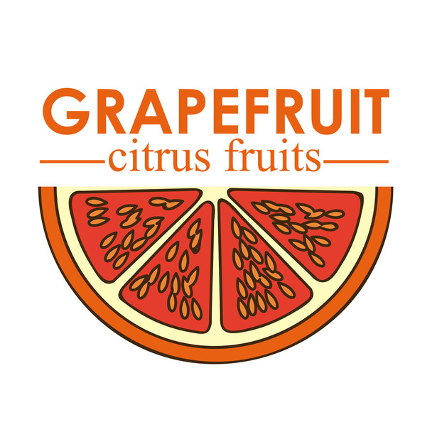 grapefruit citrusvruchten - Vector, afbeelding