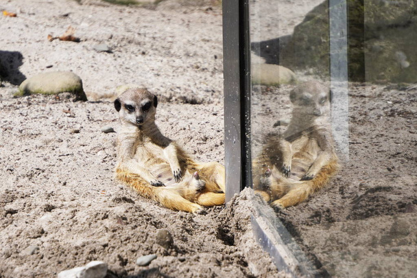 Meerkat κάθεται στο γυάλινο τοίχωμα, αναπαύεται και απολαμβάνει στον ήλιο, η αντανάκλαση της σιλουέτας του ζώου στο γυαλί - Φωτογραφία, εικόνα