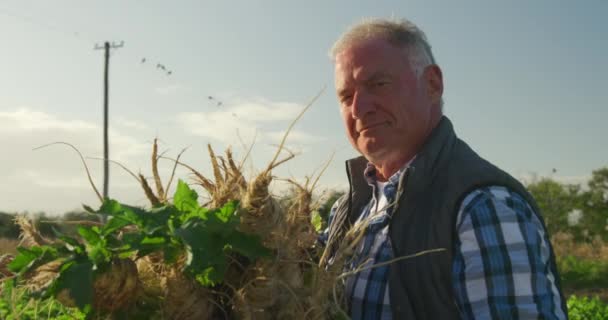 Portrait of a mature Caucasian male farmer in an organic agricultural field, holding a bunch of parsnips pulled out of the ground and smiling to camera - Filmati, video