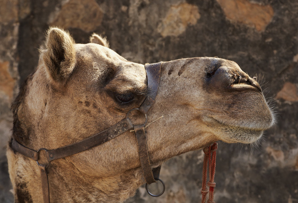 Kamel - Foto, Bild