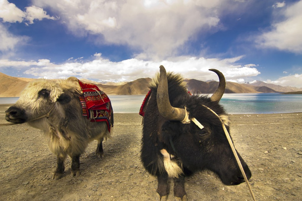 Yaks vor dem Pangong-See - Foto, Bild
