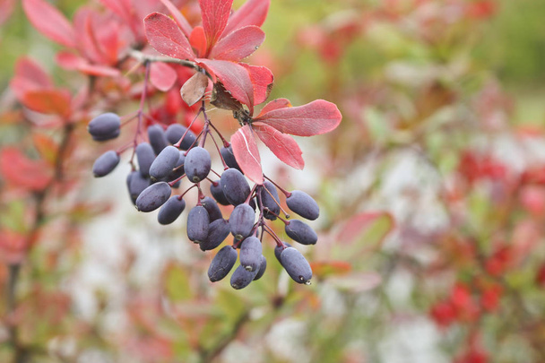 Krzew barberry z niebieskawe klastry podobne do winogron. Z zaczerwienioną liści, czas jesieni. - Zdjęcie, obraz