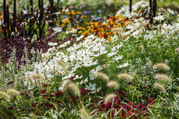 bonito campo de verano con hermosas flores
 - Foto, imagen