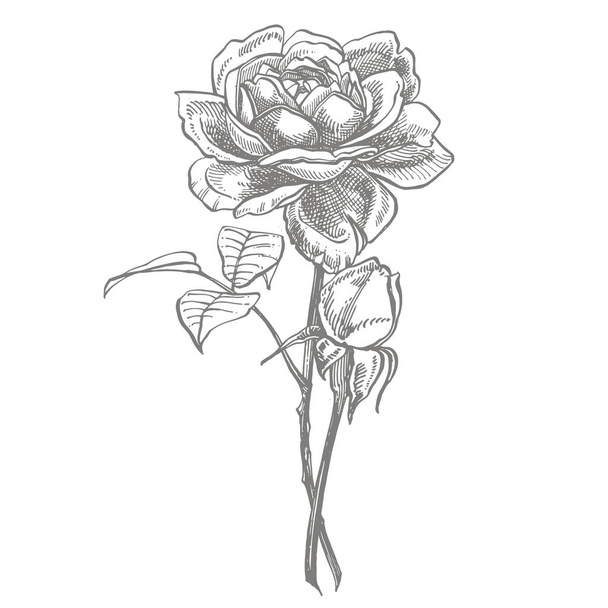 Τριαντάφυλλα. Χειροποίητη διακόσμηση λουλουδιών. Απεικόνιση βοτανικών φυτών. Vintage φαρμακευτικά βότανα σκίτσο σύνολο του χεριού μελάνι που σχεδιάζονται ιατρικά βότανα και φυτά σκίτσο - Διάνυσμα, εικόνα